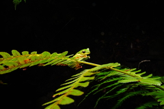 Ranoidea barringtonensis