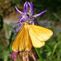 Crocota pseudotinctaria
