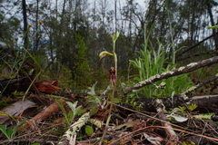 Pterostylis rufa