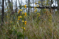 Diuris chrysantha