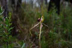 Caladenia atrovespa