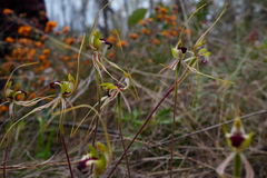 Caladenia atrovespa