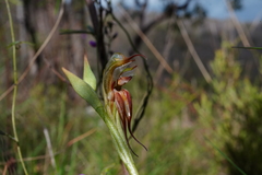 Pterostylis hamata