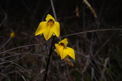 Diuris pedunculata