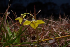 Diuris systena