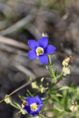 Giliastrum rigidulum