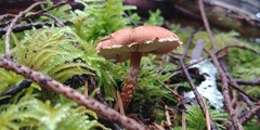 Cystoderma carcharias