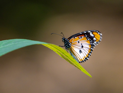 Danaus chrysippus alcippus