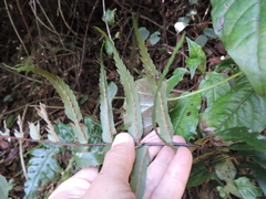 Asplenium friesiorum