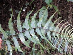 Asplenium friesiorum