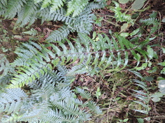 Asplenium friesiorum