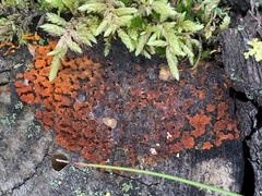 Dacrymyces