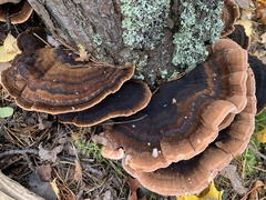 Ischnoderma benzoinum