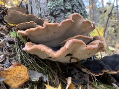 Ischnoderma benzoinum