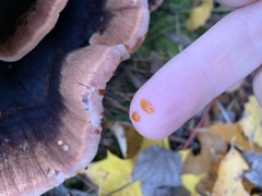 Ischnoderma benzoinum