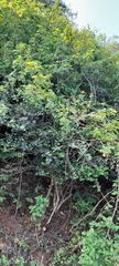 Magnoliopsida