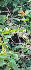 Magnoliopsida