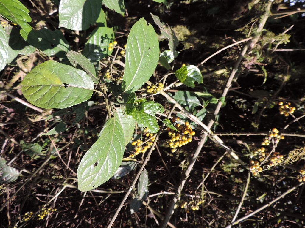 Rutidea smithii