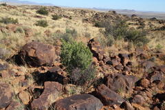 Asparagus mucronatus