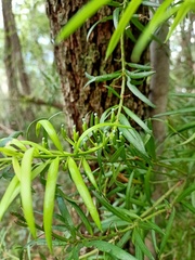 Podocarpus spinulosus