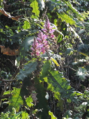 Acanthus polystachyus