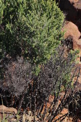 Asparagus mucronatus