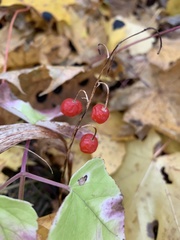 Convallaria majalis