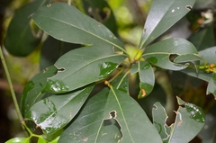 Machilus chekiangensis