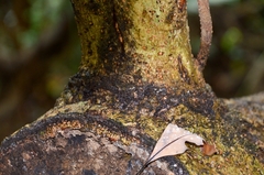 Machilus chekiangensis