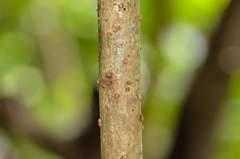 Machilus chekiangensis