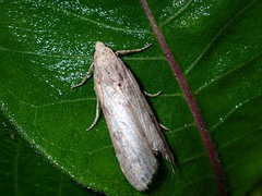 Lepidoptera