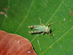 Acrididae