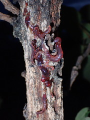 Fungi