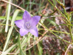 Campanula martinii