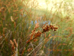 Machaerina rubiginosa