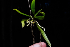 Plectorrhiza tridentata