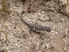 Saltpan Ground-Dragon photo 3
