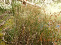 Machaerina rubiginosa