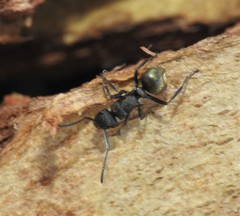 Polyrhachis mjobergi