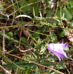 Campanula martinii