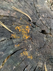 Dacrymyces