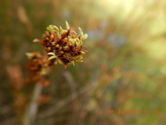 Machaerina rubiginosa