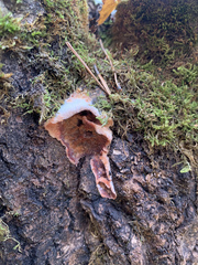 Merulius tremellosus