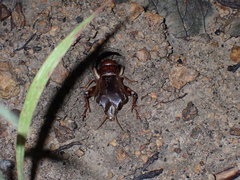 Gryllidea
