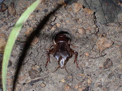 Gryllidea
