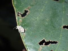 Scolopendridae