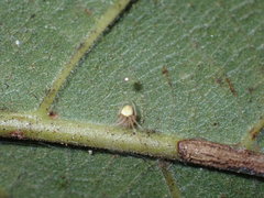 Araneoidea