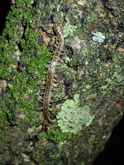 Scolopendridae