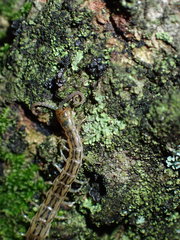 Scolopendridae