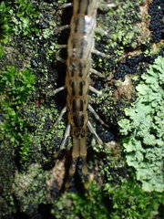 Scolopendridae